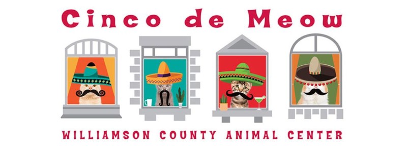 Cinco de Meow Virtual Cat Festival