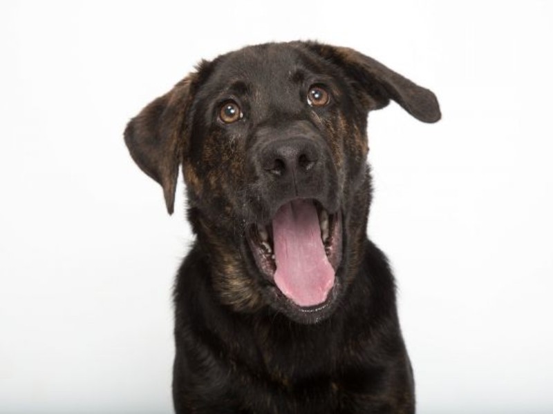 Mojo Pet of the Week Mojo Williamson County Animal Center Pet of the Week