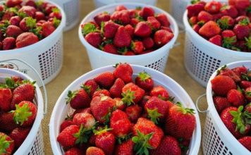 5 Local Farmer’s Markets to Check Out Nolensville Farmer's Market strawberries