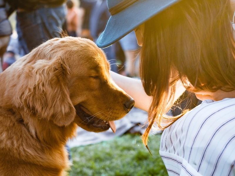 dog summer dog summer